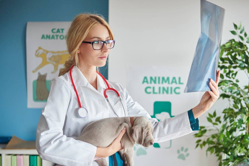 Viața în clinică - Pets Care Veterinary Clinic Webflow Template