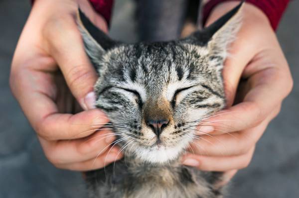 Probleme frecvente de sănătate la animale