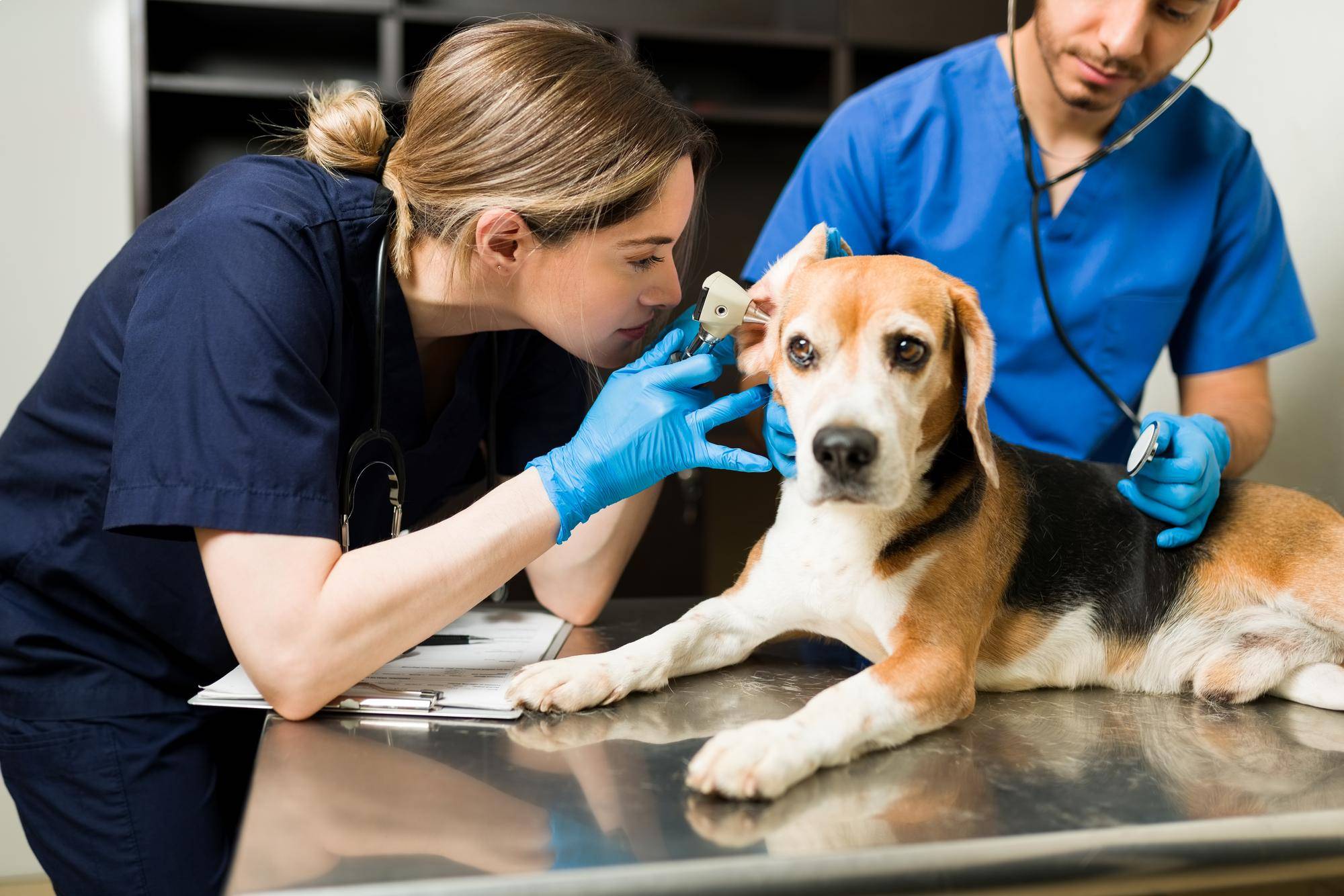 Viața în clinică - Pets Care Veterinary Clinic Webflow Template
